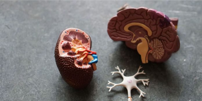 Kidneys